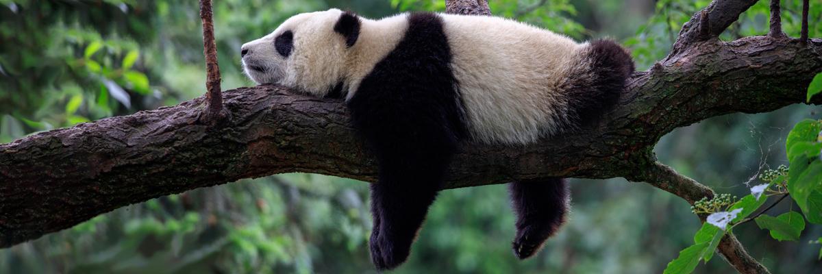 A panda lies on its belly on a large tree branch, arms and legs hanging down on either side.