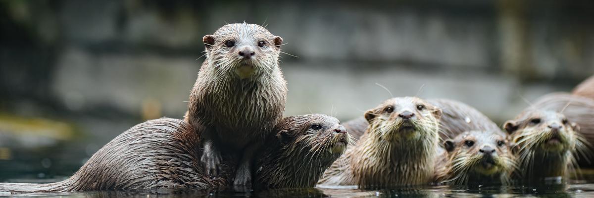 a group of otters, one standing on the back of another looking at the camera