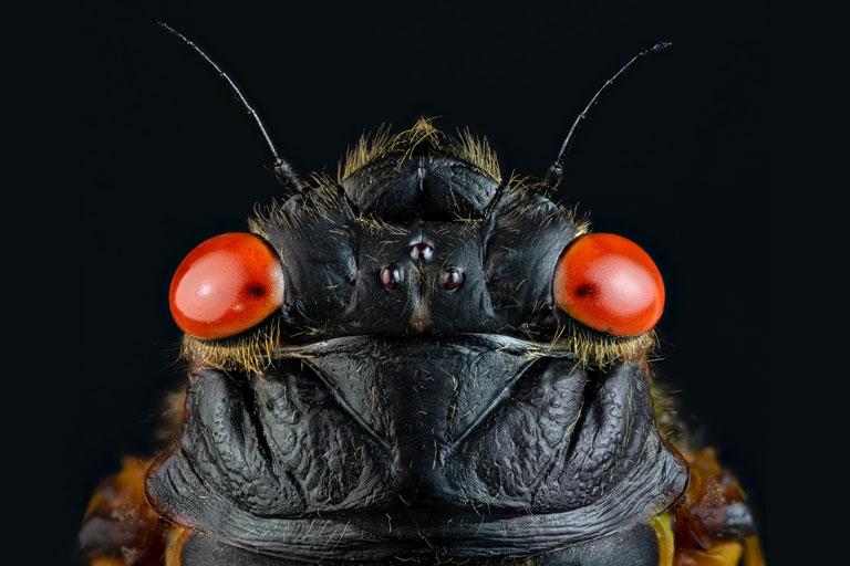 a detailed close-up of a 17-year cicada against black background
