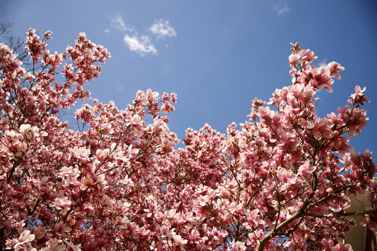 spring blossoms against a blue sky