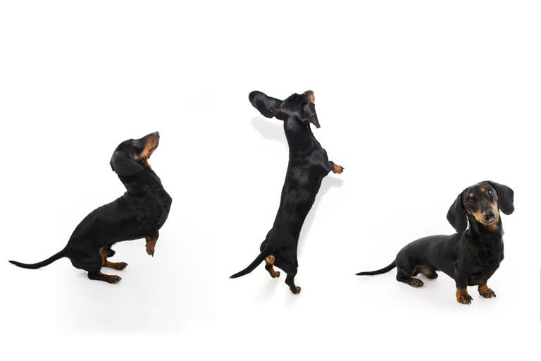 Sequence of 3 photos of a playful dachshund against a white background