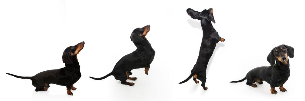 Sequence of 4 photos of a playful dachshund against a white background